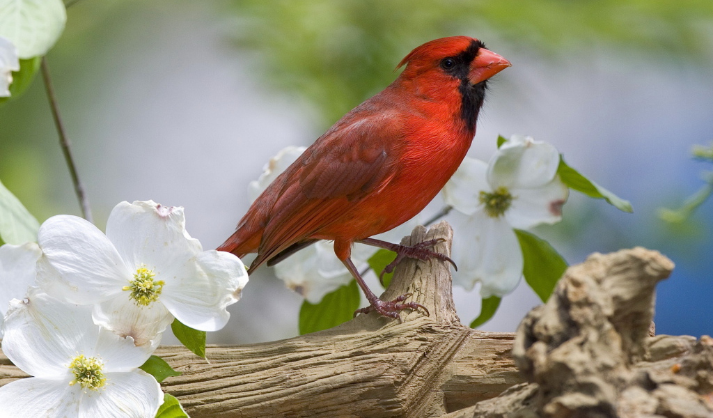 Красная птичка