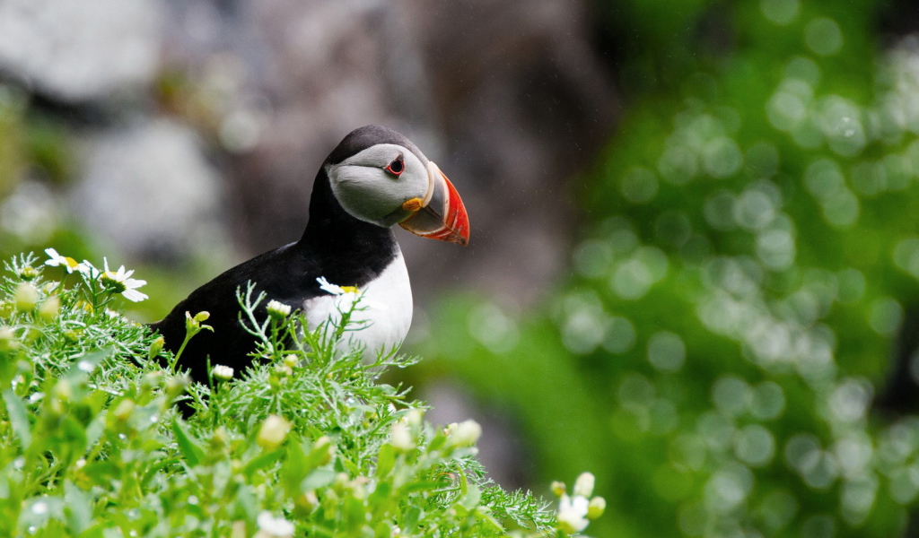 птица Тупик