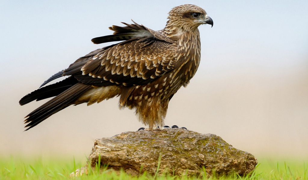 Пернатый хищник