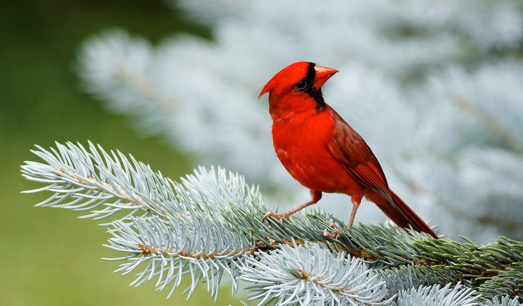 Красный кардинал