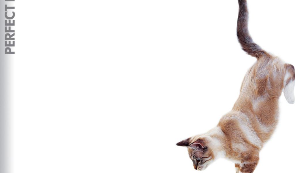 Кошка в прыжке