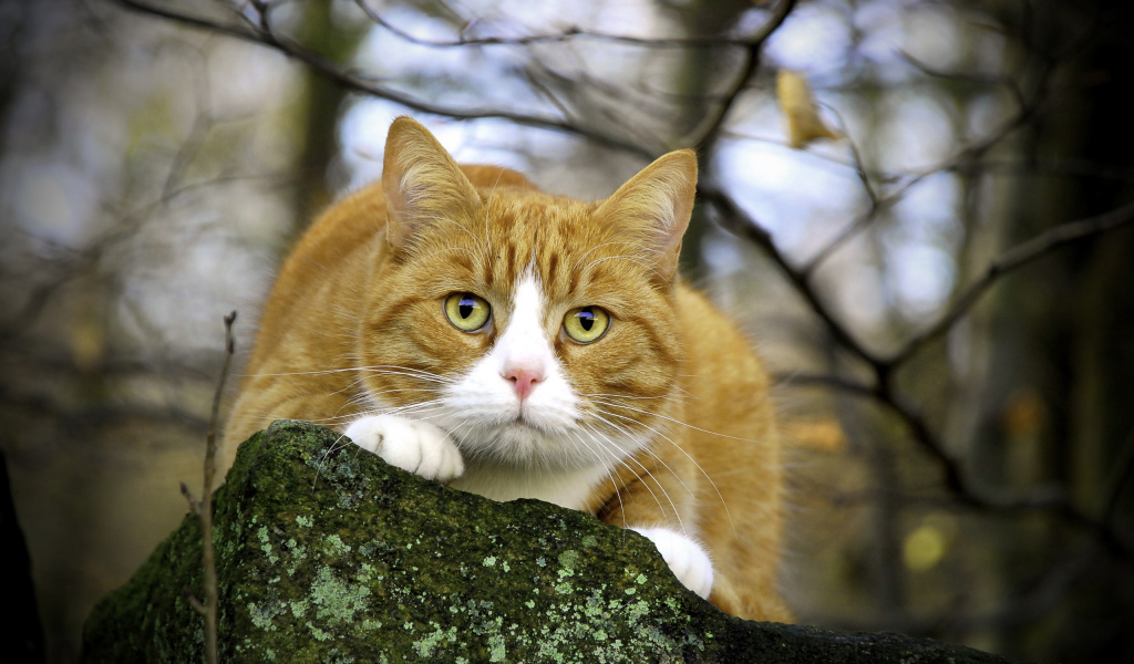 Пушистый кот