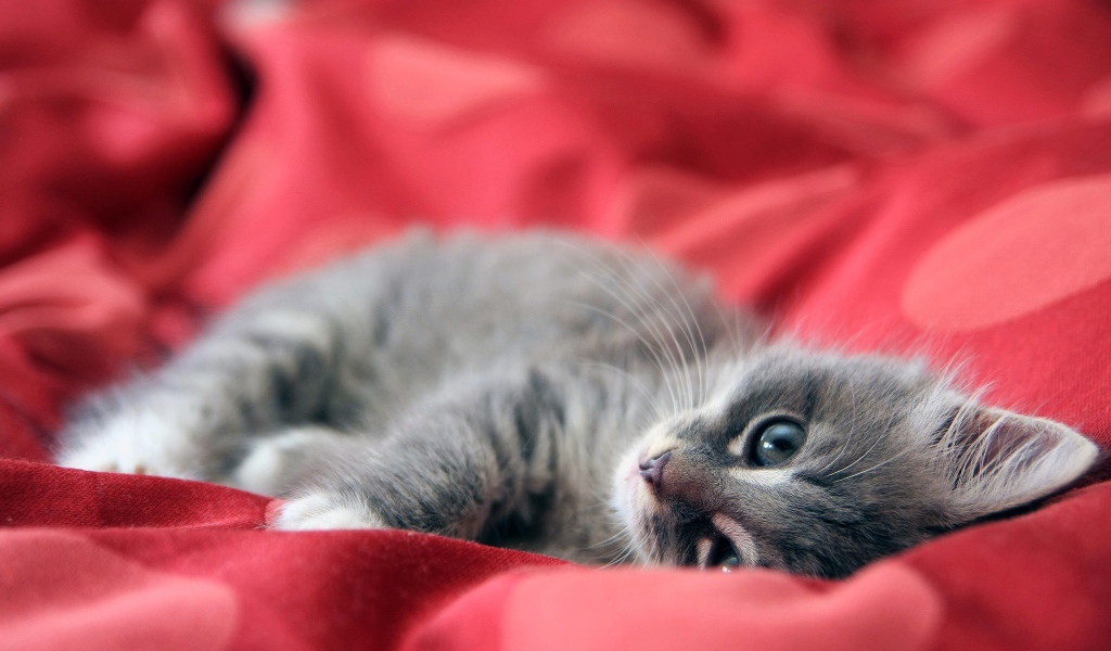 Дымчатый котенок