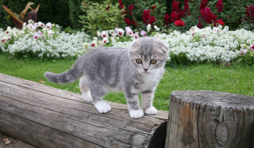 Котенок на бревне