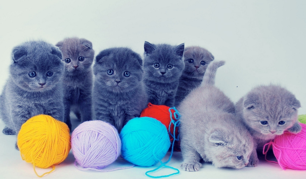 Котята и клубки
