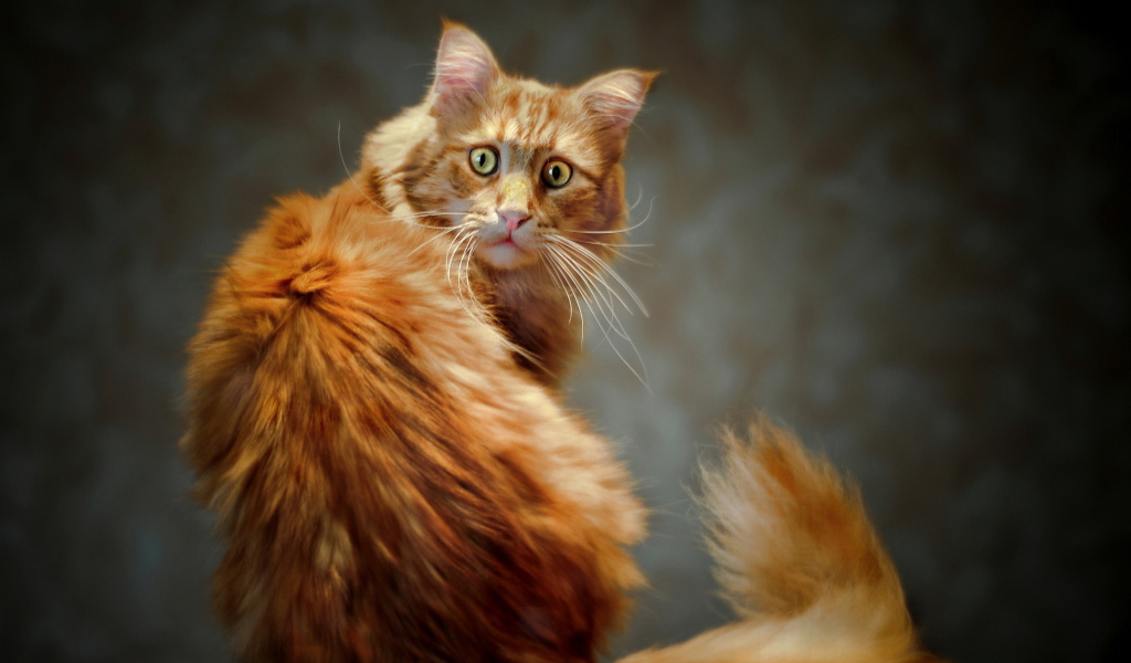 Рыжий кот