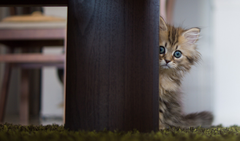 Испуганный котенок