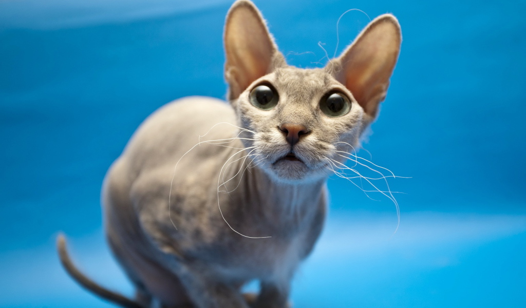 Кошка сфинкс