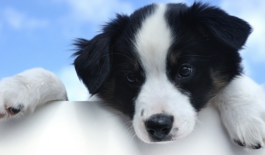 Красивый щенок