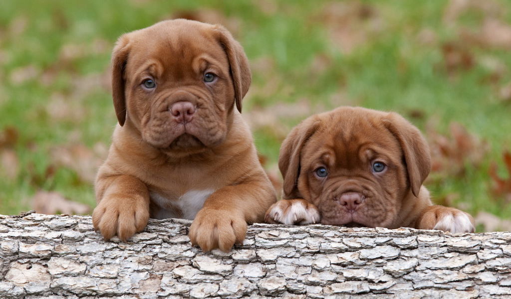Щенки Бордосского дога