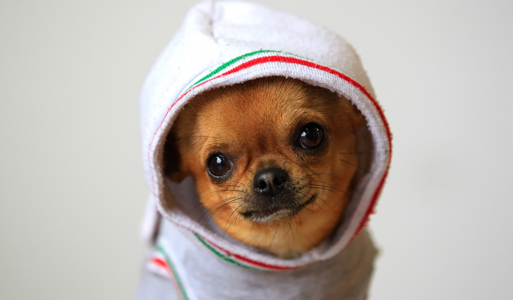 Чихуахуа в одежде