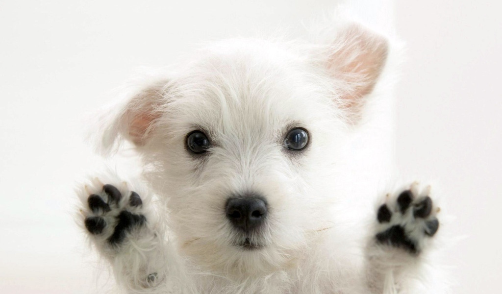 Белая собачка