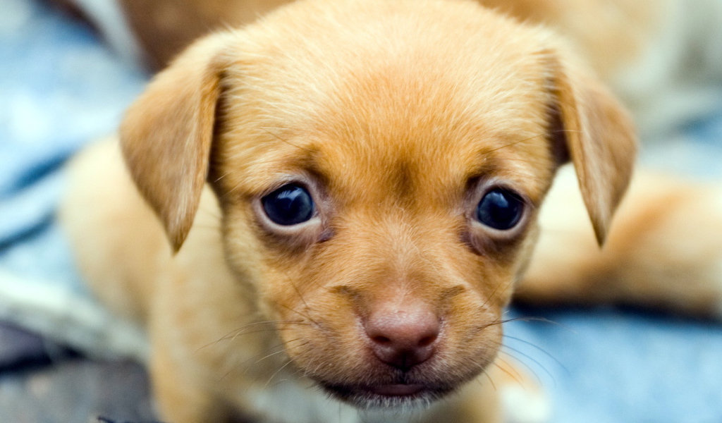 Милый щенок