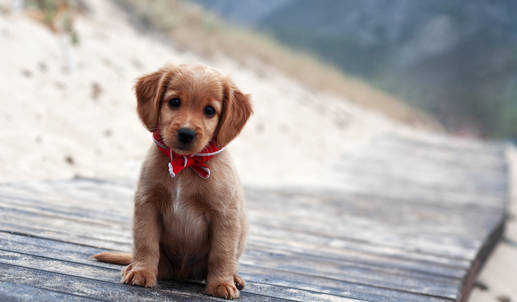 Симпатичный щенок