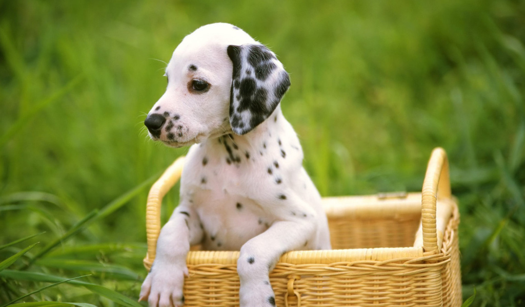 Далматинец в корзинке