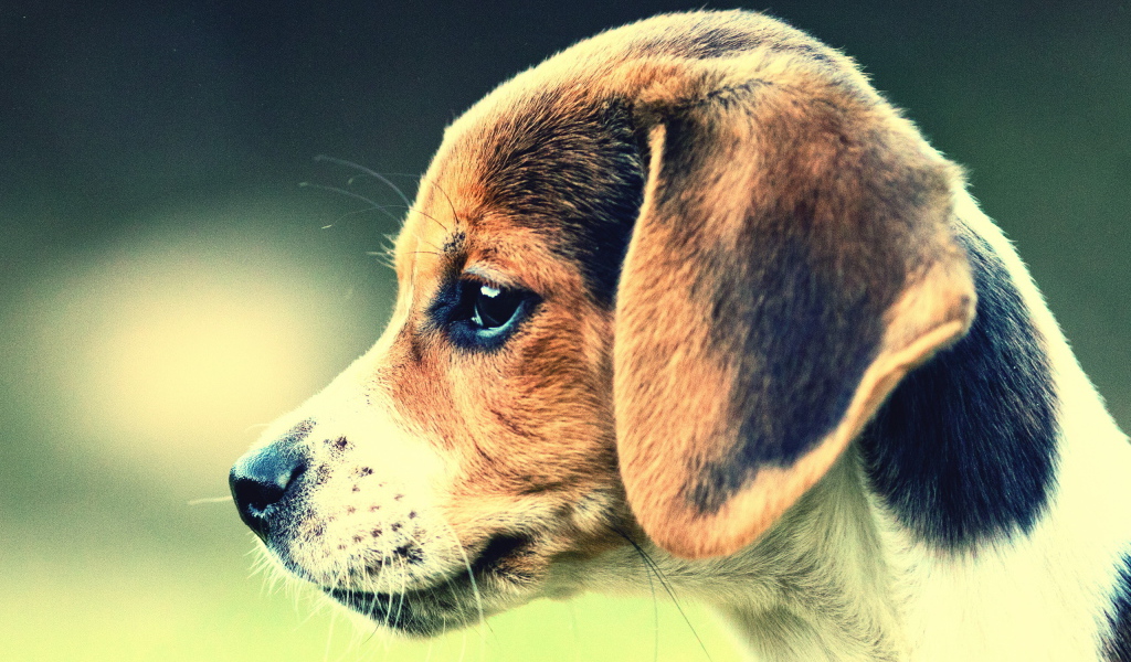 Собака Бигль