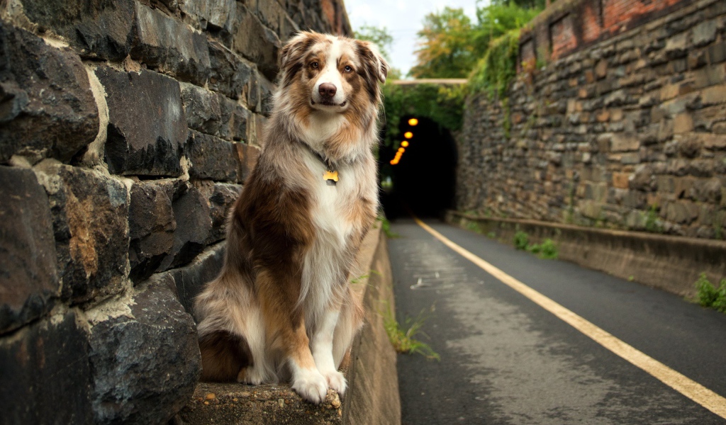 Собака друг