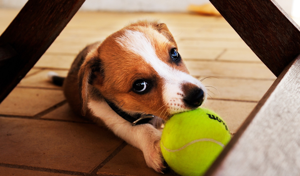 Собака с мячиком