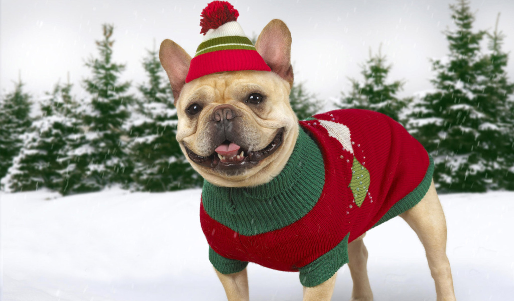 Нарядная собачка