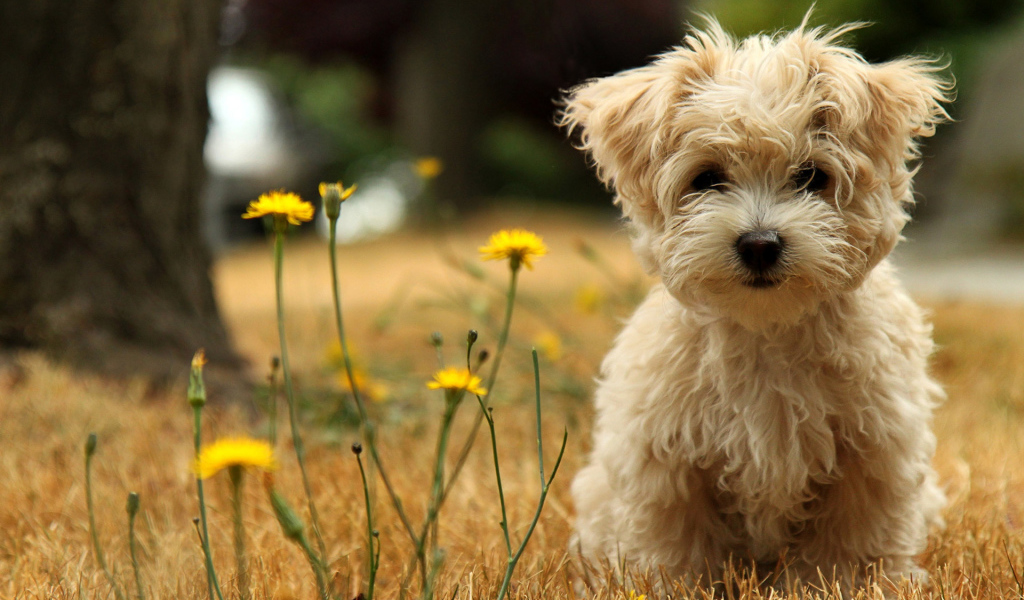 Маленький пес