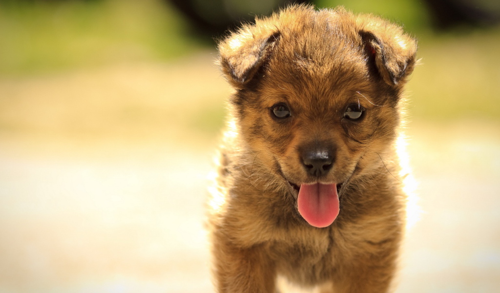 Маленький щенок