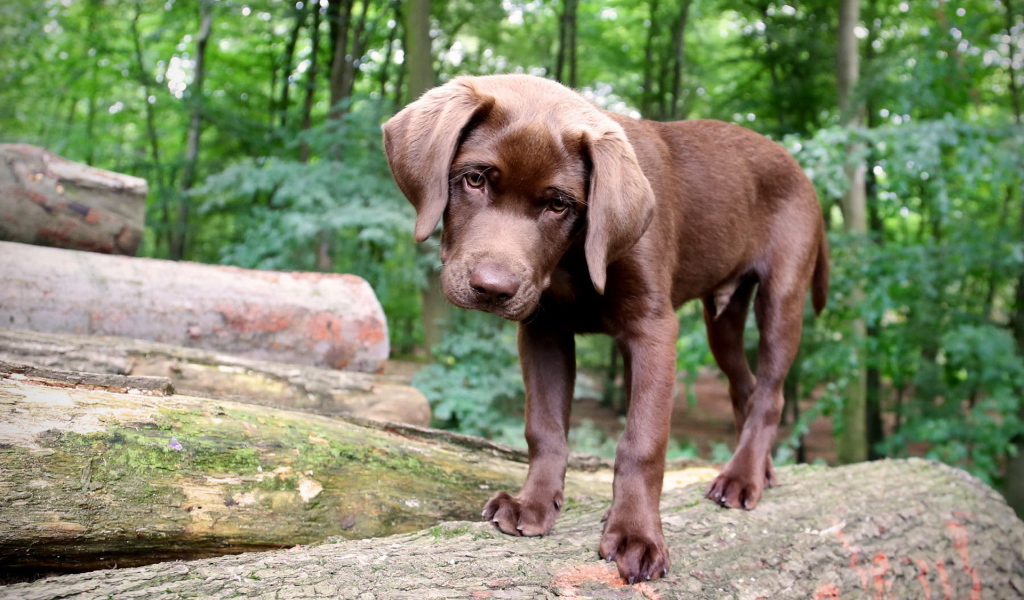 Щенок в лесу