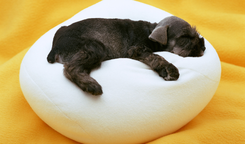 Щенок на подушке