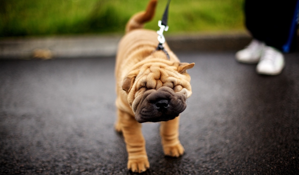 Шарпей на прогулке