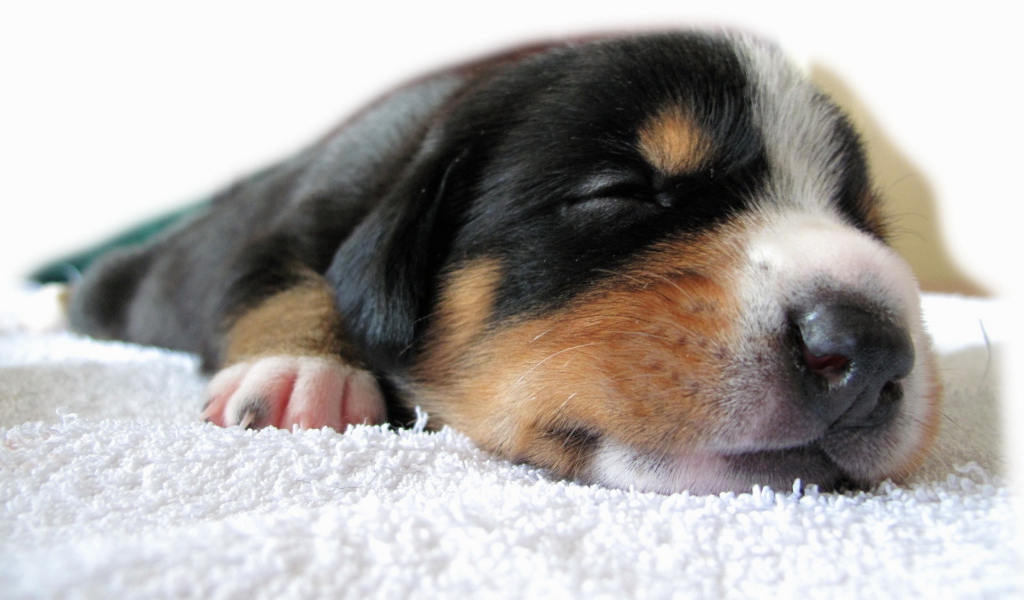 Спящий щенок