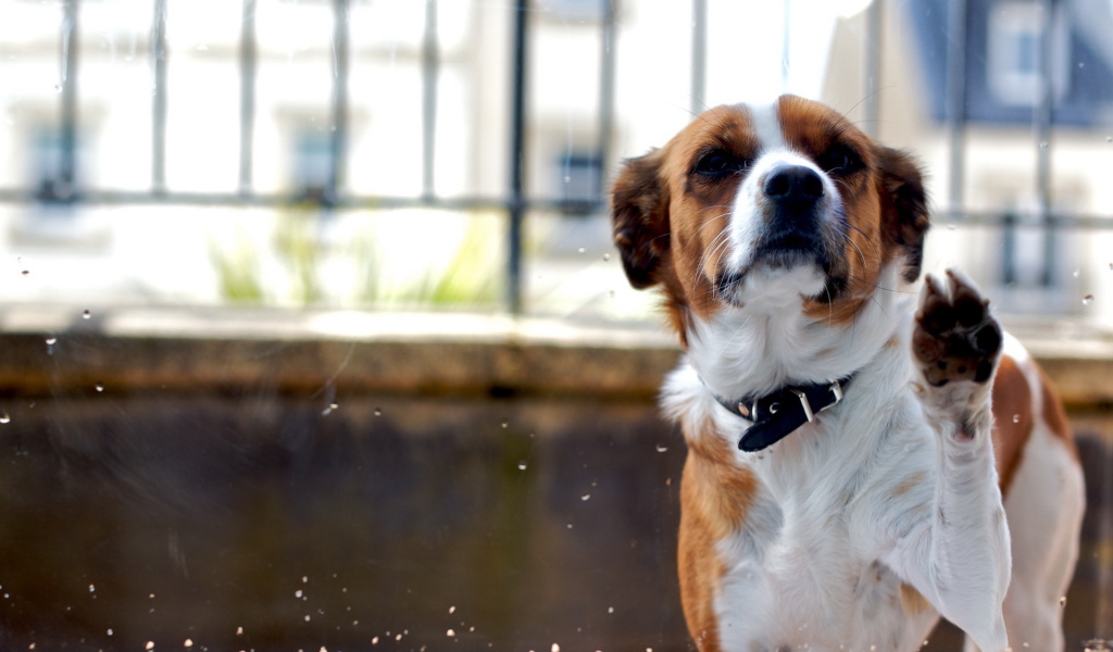 Собака за стеклом