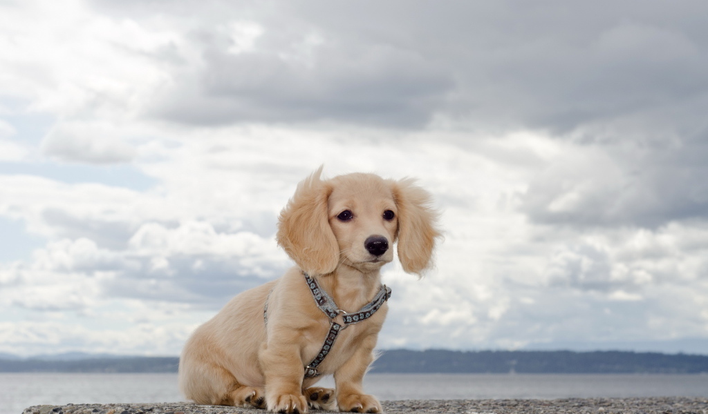 Щенок на берегу