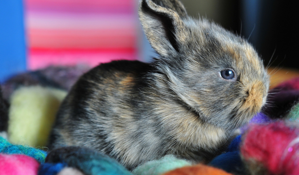 Ушастый кролик