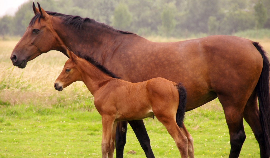 Лошадь и жеребенок