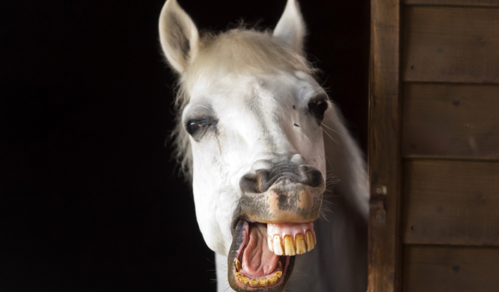 Лошадиная улыбка