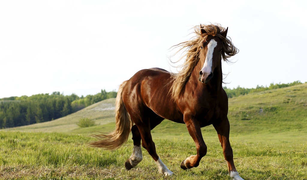 Скачущий конь