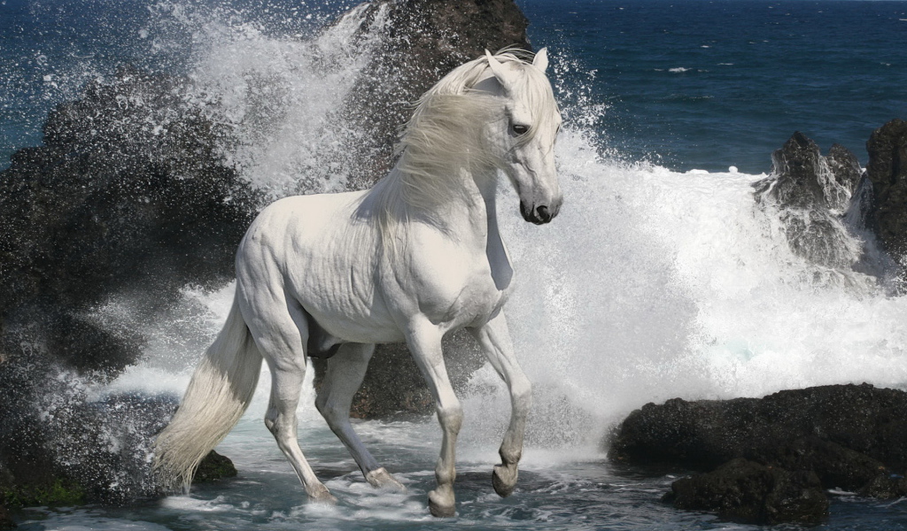 Белый жеребец