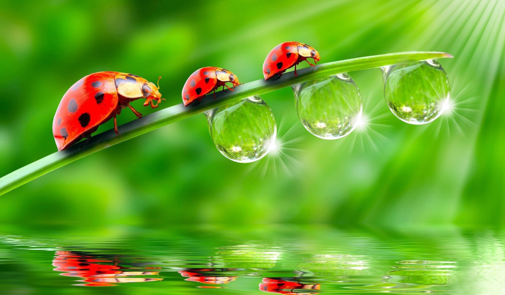 Божьи коровки