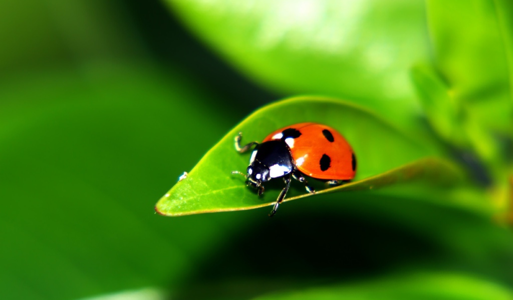 Листок с букашкой