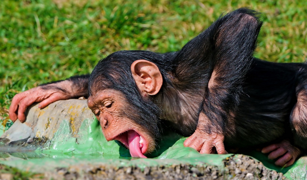 Пьющая обезьяна