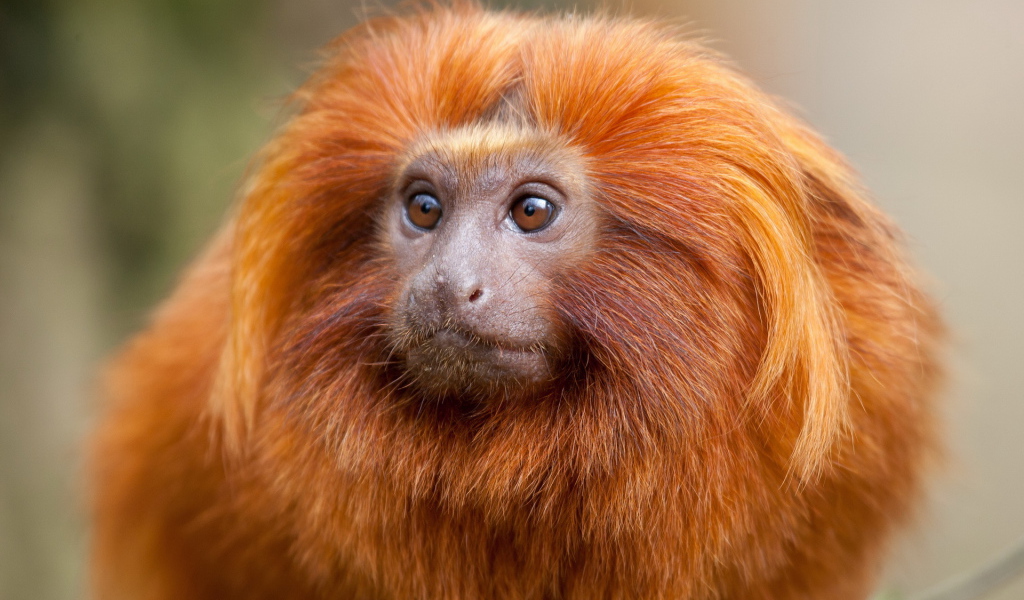 Рыжая обезьяна
