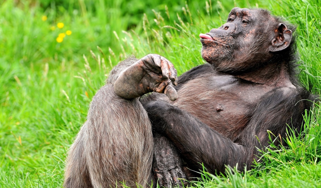 Обезьяна на траве