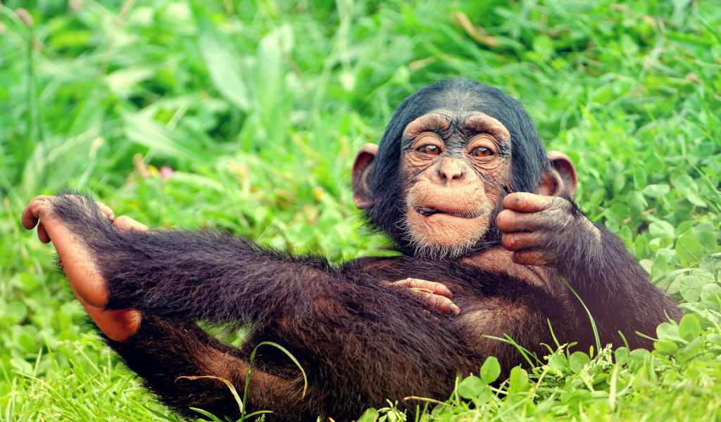 Мартышка на траве