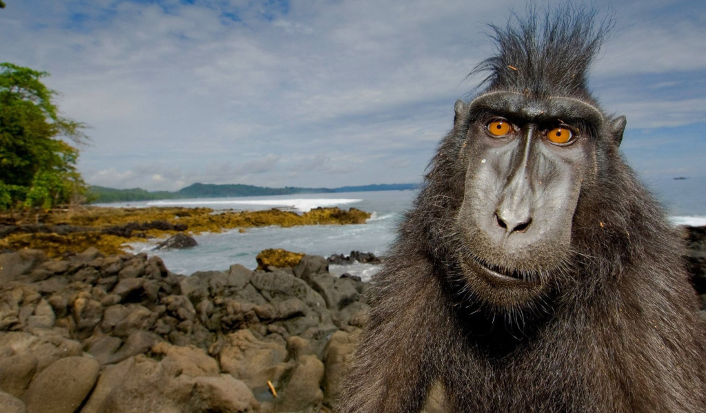 Обезьяна на побережье