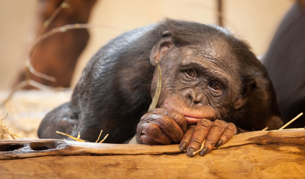 Грустная обезьяна