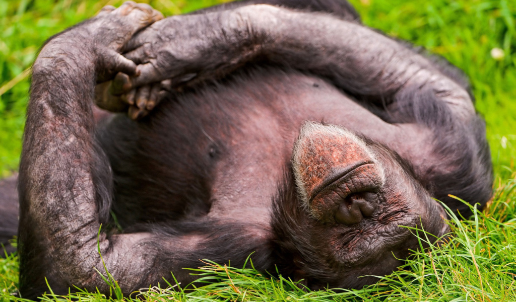 Спящая обезьяна