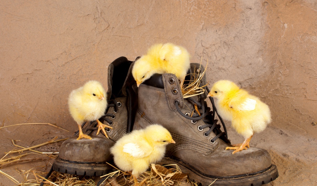 Цыплята в ботинках