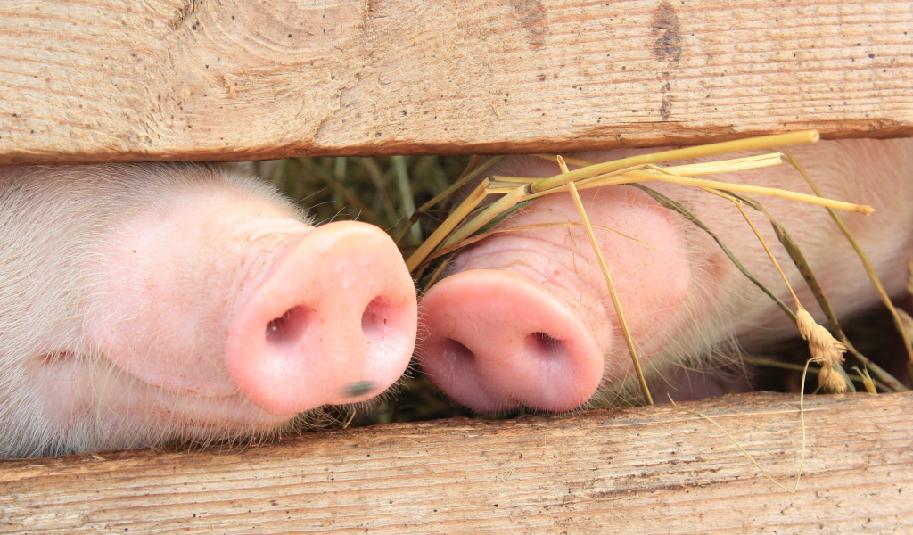 Поросячьи пяточки