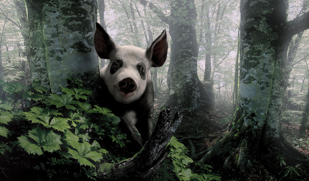 Свинья в лесу