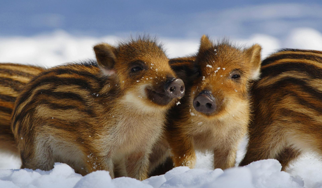 Дикие поросята