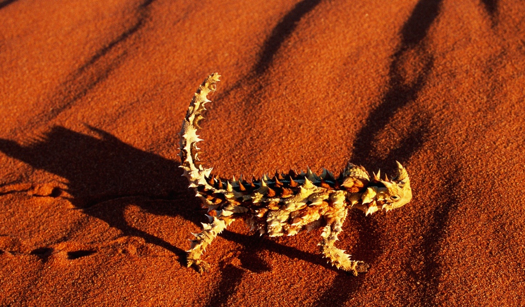 Колючая ящерица